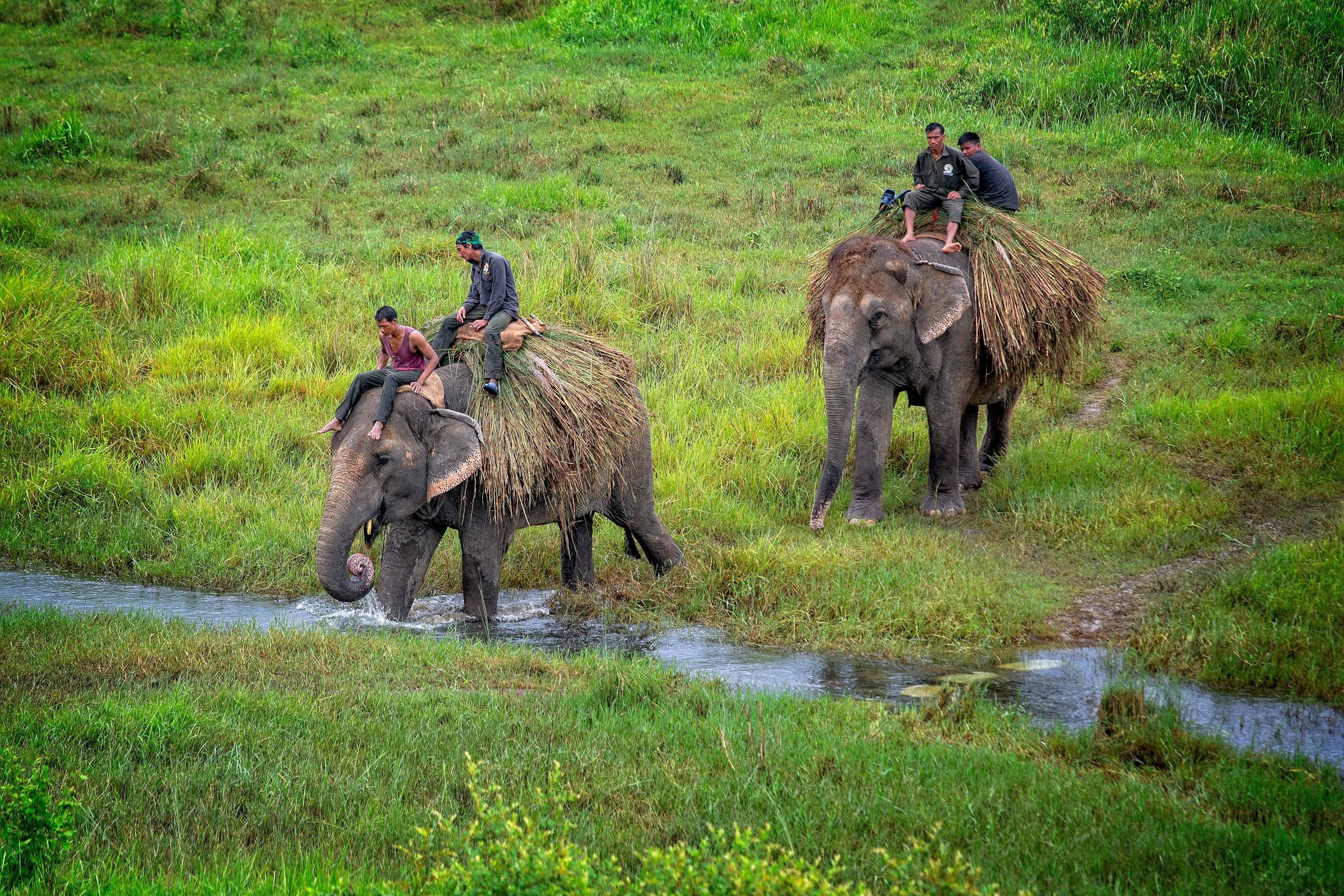 Exploring the Wonders of Chitwan National Park: A Wildlife Lover’s Paradise