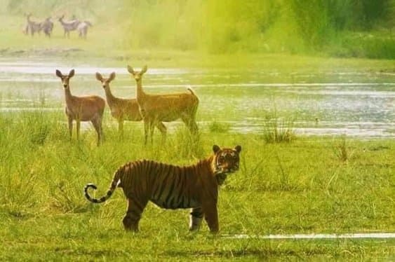 Top Attractions in Ratnanagar: Beyond Chitwan National Park