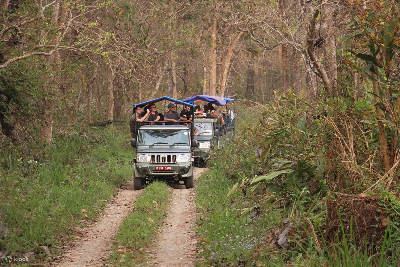 A Guide to Jungle Safari in Chitwan: What to Expect and How to Prepare
