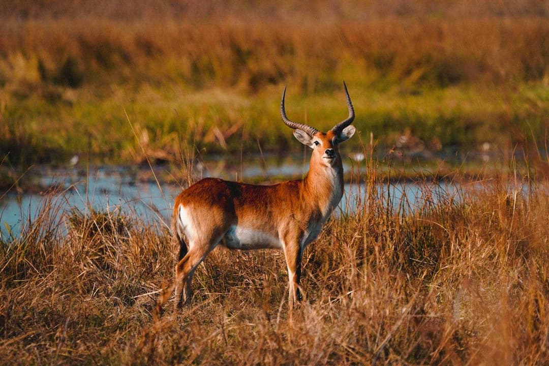 Chitwan National Park (चितवन राष्ट्रिय निकुञ्ज)