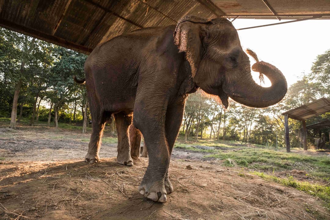 Elephant Breeding Center