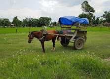 Tharu Cultural Museum and Research Center