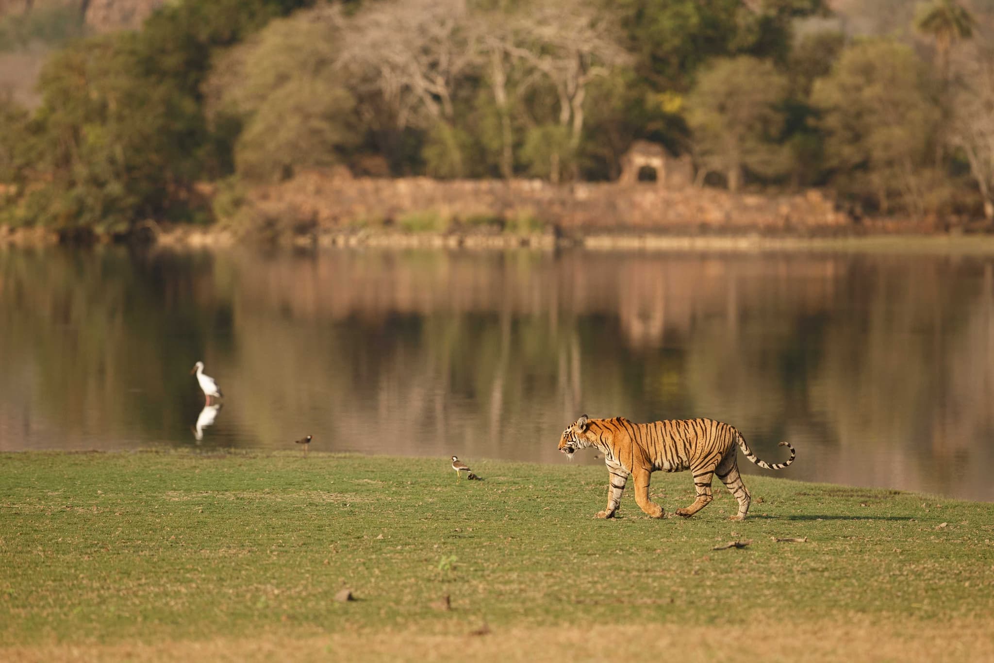 Chitwan National Park (चितवन राष्ट्रिय निकुञ्ज)