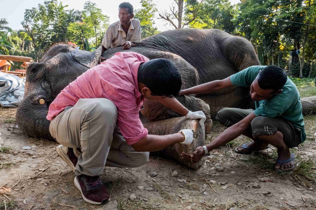Elephant Breeding Center