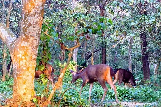 Full Day Jungle Walk in Chitwan National Park with Guide
