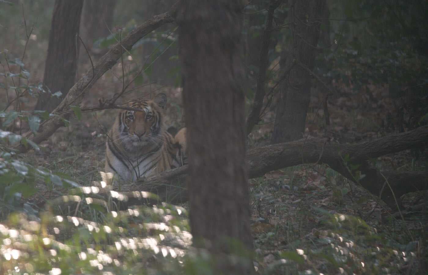Tiger Tracking Chitwan Package🐅