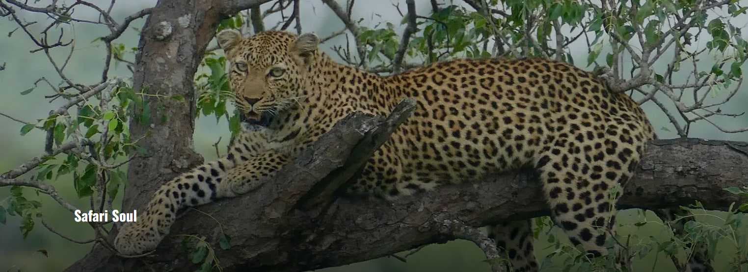 🐾 Safari Soul – 3 Nights / 4 Days