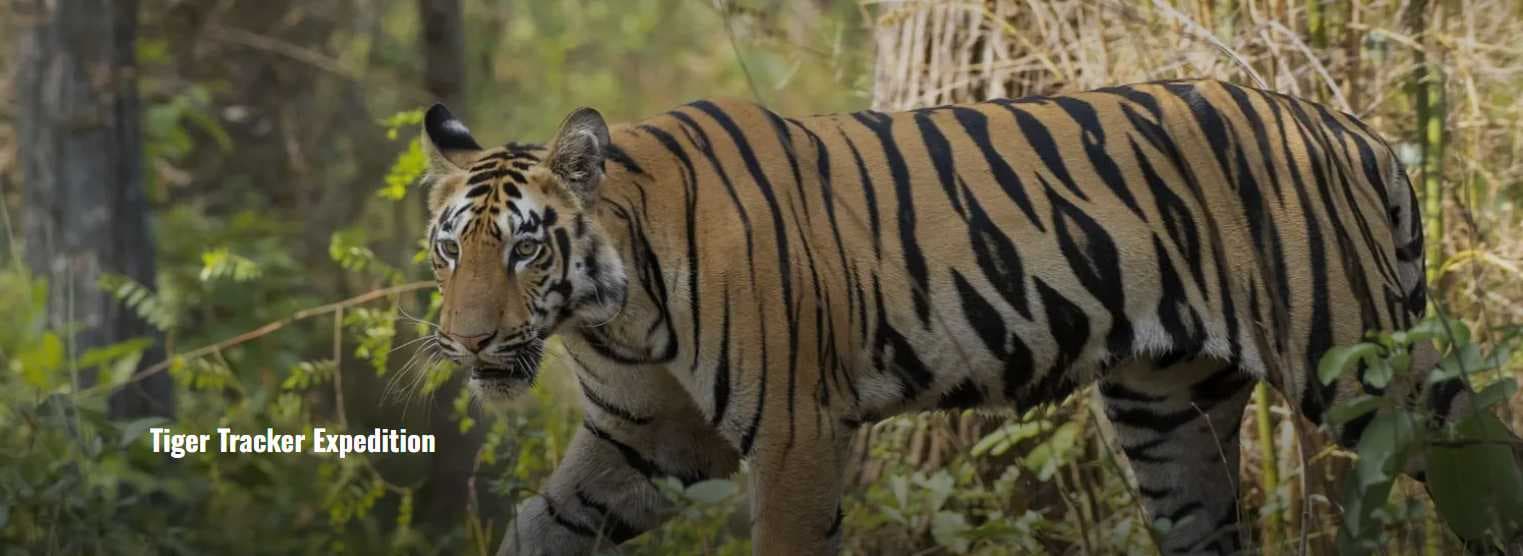 🐯 Tiger Tracker Expedition – 4 Nights / 5 Days