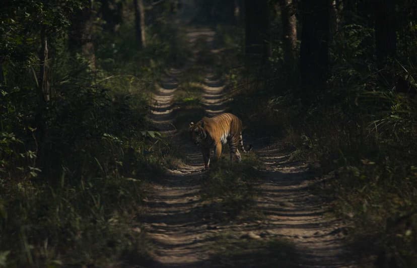 Nepal Dynamic Eco Tours (NDET)