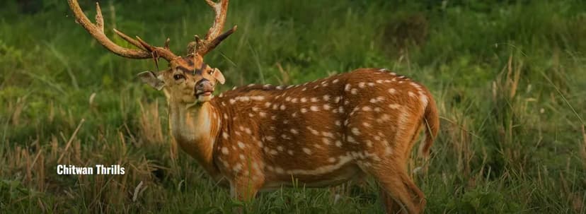 United Jungle Guide Service (UJGS)